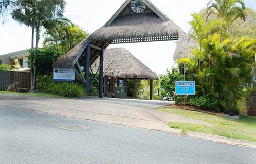 Pandanus Palms